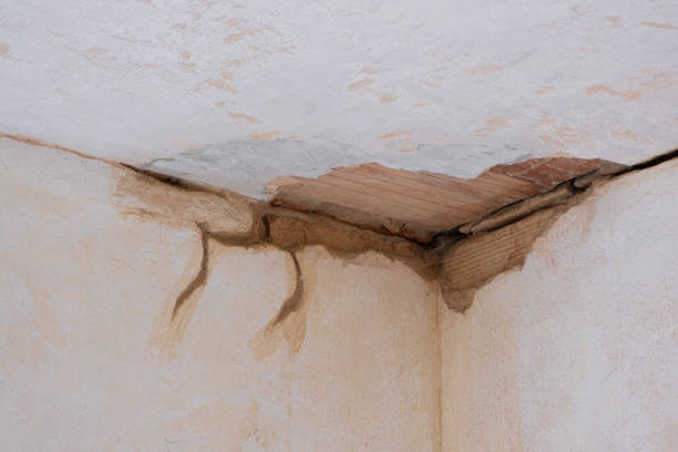 Best Water damage contractors near me  in Stapleton, AL